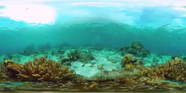 Suyun altındaki balıklı mercan resifi 360VR. Panglao, Filipinler