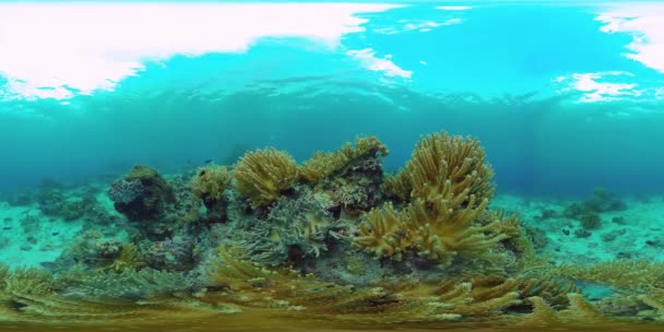 珊瑚礁和热带鱼类360VR 。Panglao，菲律宾 — 图库视频影像