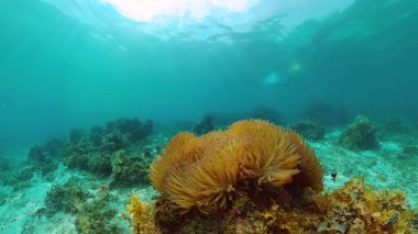 Mercan kayalıkları ve tropikal balıklar. Panglao, Filipinler.