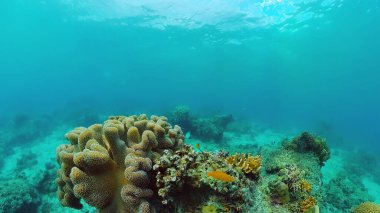 Suyun altında balıklı mercan kayalıkları. Bohol, Filipinler.