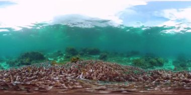 Mercan resifi ve tropikal balıklar suyun altında 360VR. Panglao, Filipinler