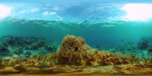 Recifes de corais e peixes tropicais 360VR. Panglao, Filipinas — Vídeo de Stock