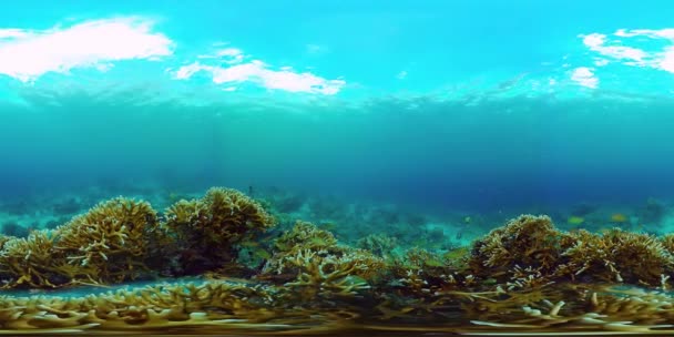Коралловый риф и тропическая рыба 360 VR. Панглао, Филиппины — стоковое видео