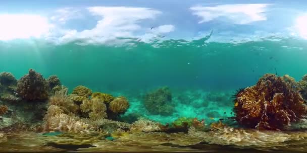 Koralliriutta ja trooppisia kaloja veden alla 360VR. Panglao, Filippiinit — kuvapankkivideo