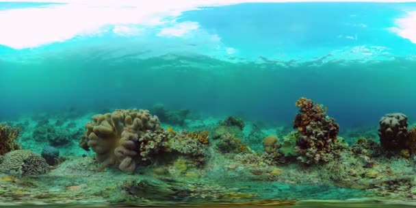Коралловый риф с рыбой под водой 360VR. Панглао, Филиппины — стоковое видео