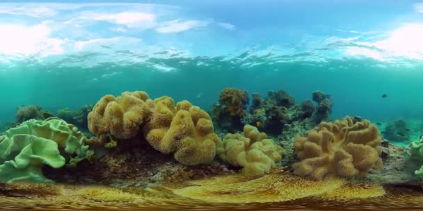 Arrecife de coral y peces tropicales bajo el agua 360VR. Panglao, Filipinas — Vídeo de stock