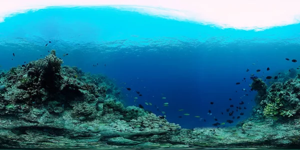 Korallenriff und tropische Fische unter Wasser 360VR. Panglao, Philippinen. — Stockfoto