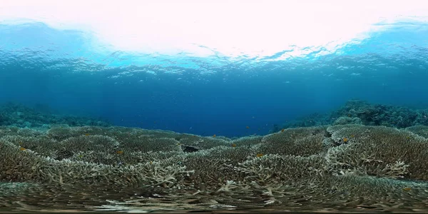 Barriera corallina con pesce subacqueo 360VR. Panglao, Filippine — Foto Stock