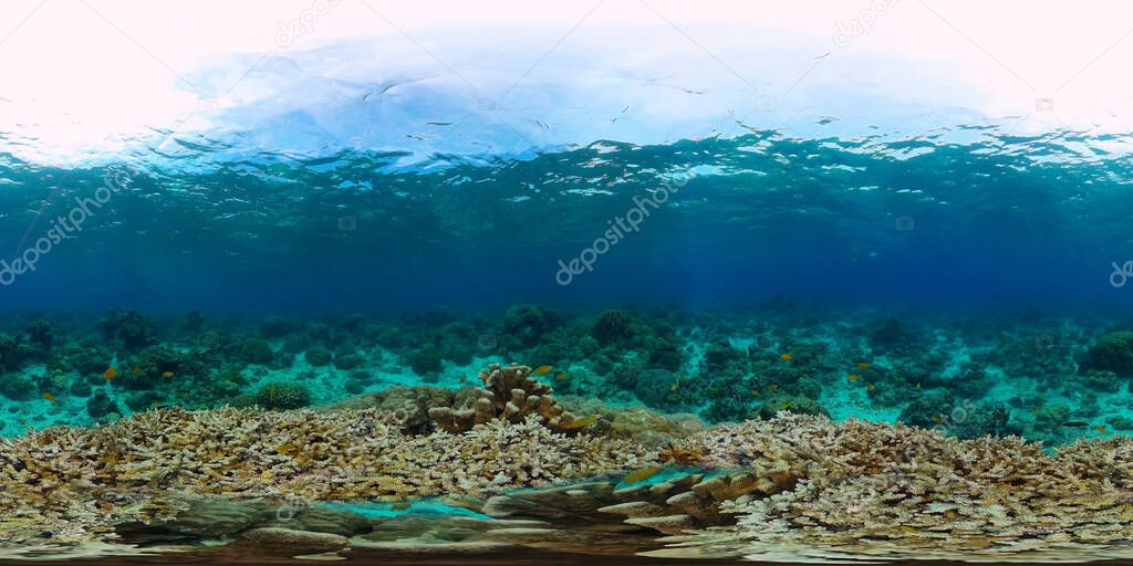 Coral reef and tropical fish underwater 360VR. Panglao, Philippines.