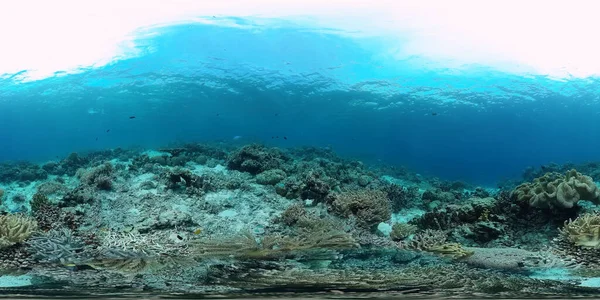 Arrecife de coral y peces tropicales bajo el agua 360VR. Panglao, Filipinas —  Fotos de Stock