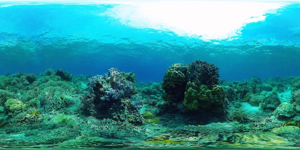 Arrecife de coral y peces tropicales bajo el agua 360VR. Panglao, Filipinas. —  Fotos de Stock