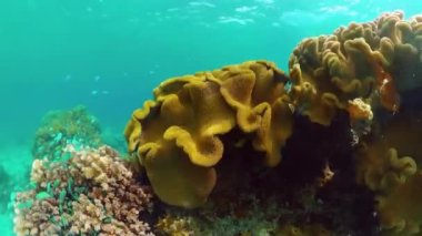 Mercan kayalıkları ve tropikal balıklar. Bohol, Filipinler.