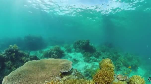 El mundo submarino de un arrecife de coral. Panglao, Filipinas. — Vídeo de stock