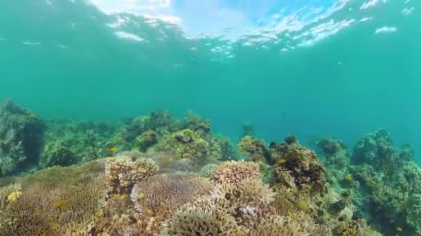 Arrecife de coral y peces tropicales. Panglao, Filipinas. — Vídeos de Stock