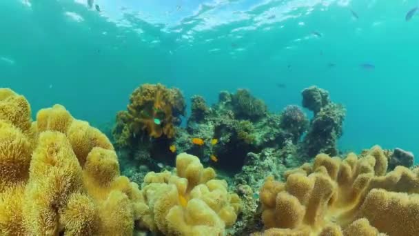 Korálové útesy a tropické ryby pod vodou. Bohol, Panglao, Filipíny. — Stock video