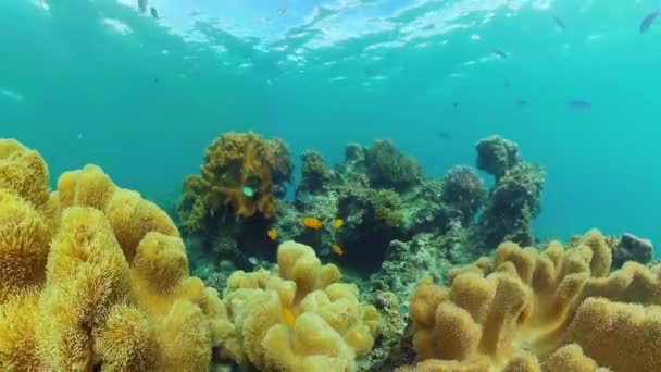 Recifes de corais e peixes tropicais subaquáticos. Bohol, Panglao, Filipinas. — Vídeo de Stock