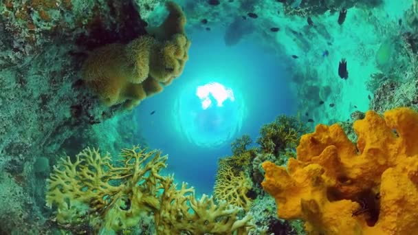 Arrecife de coral y peces tropicales. Bohol, Filipinas. — Vídeos de Stock