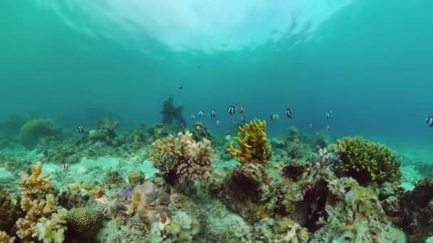 Koraalrif en tropische vissen. Panglao, Filipijnen. — Stockvideo