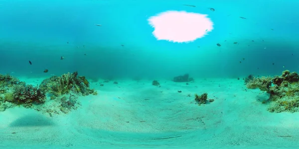 산호초와 열대어 360VR. 필리핀, 팡 글라오 — 스톡 사진