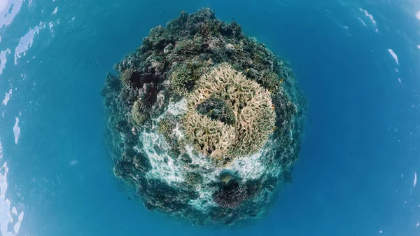 De onderwaterwereld van een koraalrif. Panglao, Filipijnen. — Stockfoto