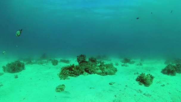 물 속에 물고기가 있는 산호초. 필리핀, 보홀. — 비디오