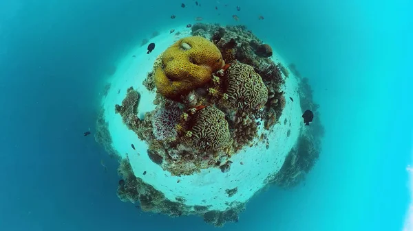 Mercan resiflerinin sualtı dünyası. Panglao, Filipinler. — Stok fotoğraf