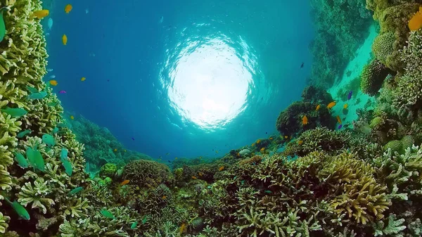 Korálové útesy a tropické ryby. Bohol, Filipíny. — Stock fotografie