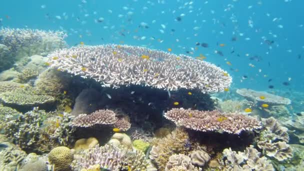 Korálové útesy a tropické ryby. Leyte, Filipíny. — Stock video