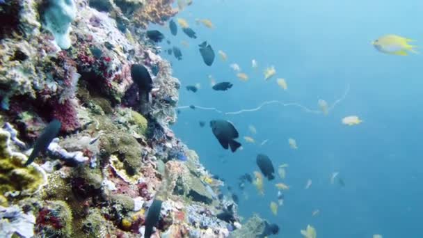 Mercan kayalıkları ve tropikal balıklar. Leyte, Filipinler. — Stok video