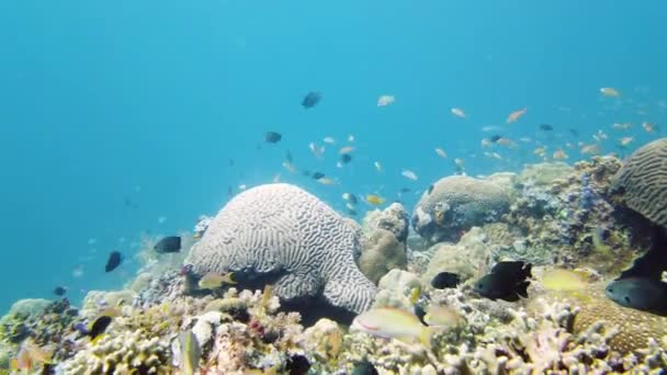 Rafa koralowa z rybami pod wodą. Leyte, Filipiny. — Wideo stockowe