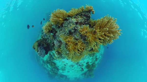 Coral reef and tropical fish. Panglao, Philippines. — Stock Photo, Image