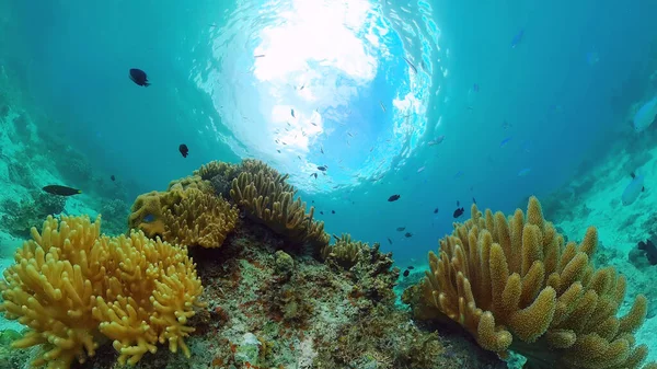 Korallrev och tropisk fisk under vatten. Panglao, Filippinerna. — Stockfoto