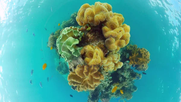 Коралловый риф с рыбой под водой. Феодосия, Филиппины. — стоковое фото