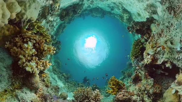 Egy korallzátony víz alatti világa. Panglao, Fülöp-szigetek. — Stock Fotó