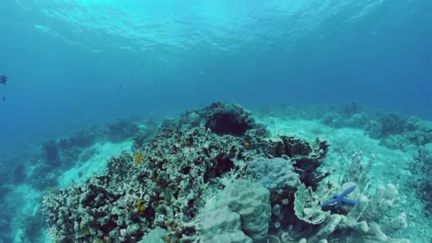 Κοραλλιογενή ύφαλο και τροπικά ψάρια. Panglao, Φιλιππίνες. — Αρχείο Βίντεο