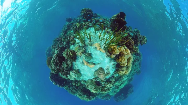 Coral reef and tropical fish. Bohol, Philippines.