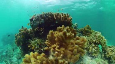 Mercan kayalıkları ve tropikal balıklar. Panglao, Filipinler.