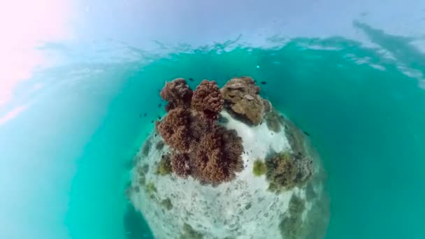 Mercan kayalıkları ve tropikal balıklar. Bohol, Filipinler. — Stok video