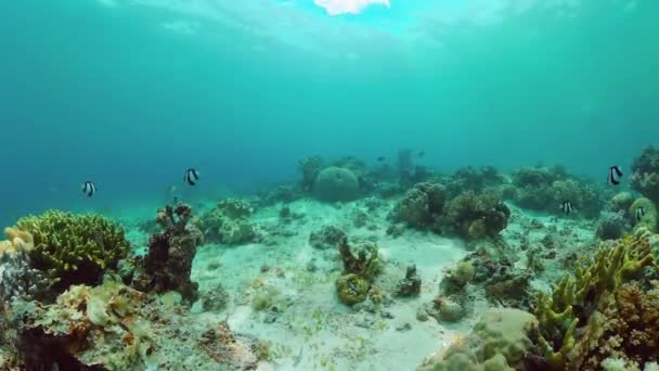 サンゴ礁と熱帯魚。フィリピンのパングラオ. — ストック動画