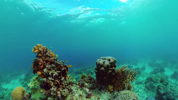 Rafa koralowa i tropikalne ryby pod wodą. Bohol, Panglao, Filipiny. — Wideo stockowe