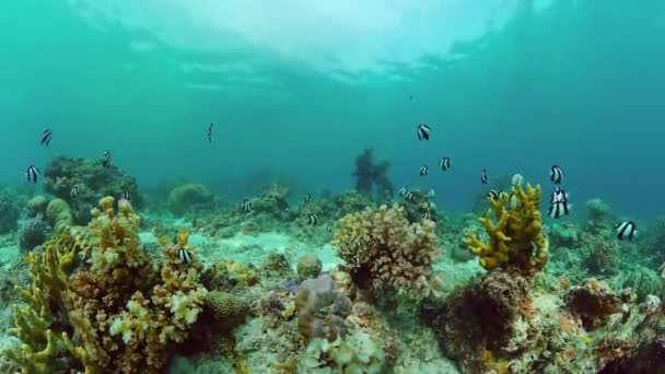 Koraalrif en tropische vissen onder water. Bohol, Panglao, Filipijnen. — Stockvideo