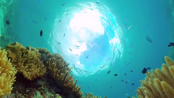 O mundo subaquático de um recife de coral. Panglao, Filipinas. — Vídeo de Stock