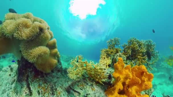 Arrecife de coral y peces tropicales. Panglao, Filipinas. — Vídeo de stock