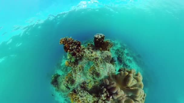 Arrecife de coral y peces tropicales. Panglao, Filipinas. — Vídeo de stock