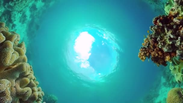 The underwater world of a coral reef. Panglao, Philippines. — Stock Video