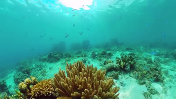 Récif corallien avec poissons sous-marins. Bohol, Philippines. — Video