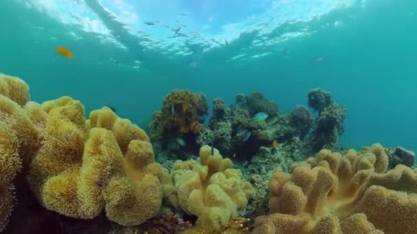 Arrecife de coral con peces bajo el agua. Bohol, Filipinas. — Vídeos de Stock