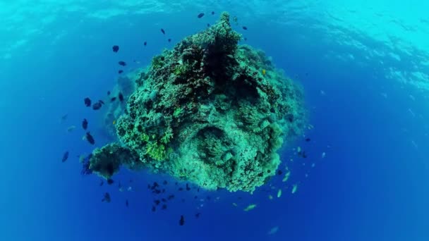 Arrecife de coral y peces tropicales. Panglao, Filipinas. — Vídeos de Stock