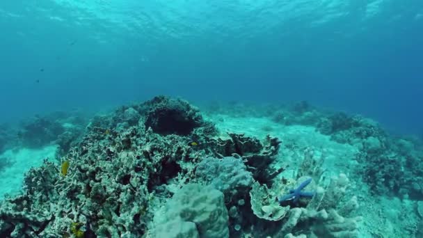 Arrecife de coral y peces tropicales. Bohol, Filipinas. — Vídeos de Stock