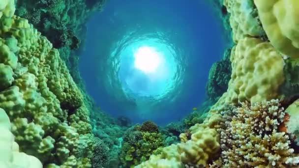 Arrecife de coral y peces tropicales. Panglao, Filipinas. — Vídeo de stock